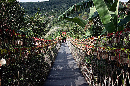 吊桥,植物,海南,中国,亚洲
