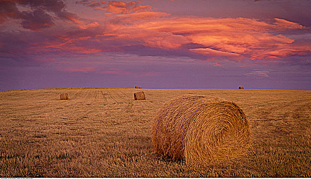 干草包,日落,艾伯塔省,加拿大