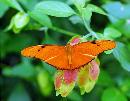 橙色,蝴蝶,昆虫