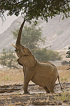 非洲象,浏览,树枝,河,达马拉兰,纳米比亚