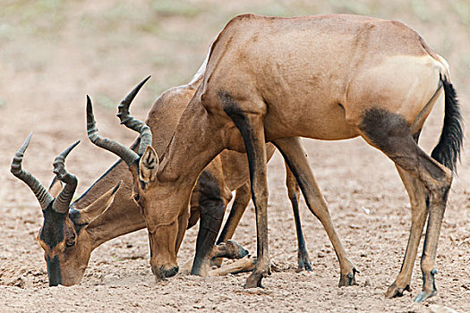 红色,自然,卡拉哈迪大羚羊国家公园,北开普,南非,非洲