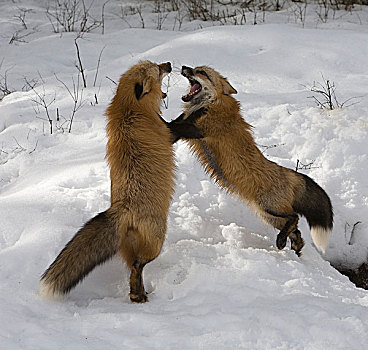 红狐,狐属,一对,争斗,蒙大拿