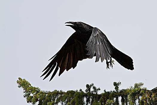 大乌鸦,渡鸦,栖息,枝条,奥克纳根谷,不列颠哥伦比亚省,加拿大