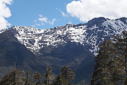 云南白马雪山