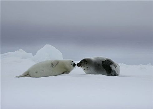 两个,鞍纹海豹,躺着,雪,格陵兰