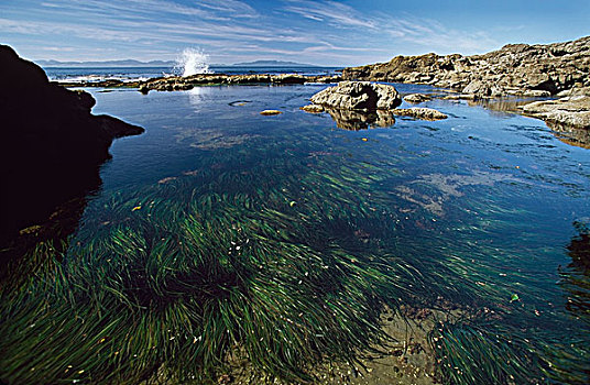 蓄潮池,环太平洋国家公园,温哥华,哥伦比亚,加拿大