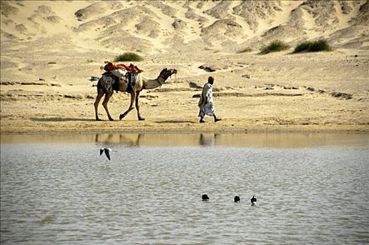 骆驼,男人,绳索,水,水塘,塔尔沙漠,靠近,斋沙默尔,拉贾斯坦邦,印度