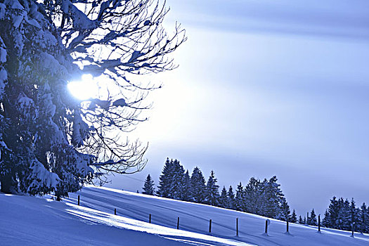 自然,冬季风景,树,初雪