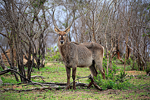 水羚,成年,雄性,站立,灌木丛,克鲁格国家公园,南非,非洲
