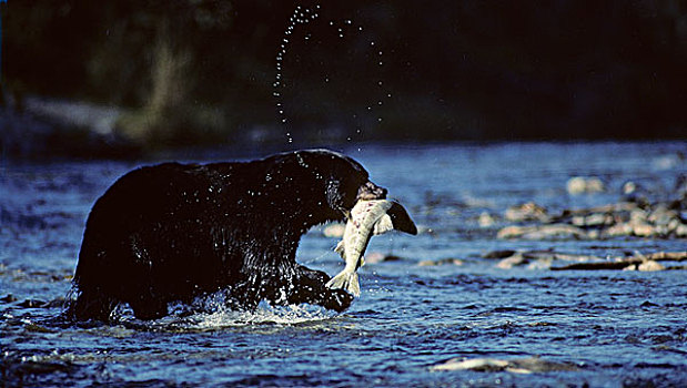 黑熊,美洲黑熊,成年,抓住,卵,鱼肉,溪流,阿拉斯加,美国