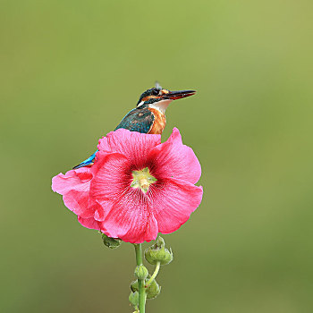 站在花朵上的翠鸟