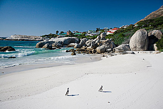 非洲企鹅,黑脚企鹅,漂石,海滩,靠近,开普敦,南非