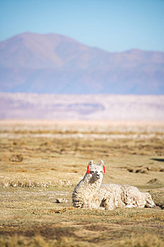 羊驼,盐湖,阿塔卡马沙漠,国家级保护区,区域,安托法加斯塔,智利
