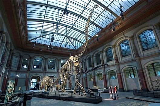 恐龙,大厅,孩子,自然博物馆,柏林,德国