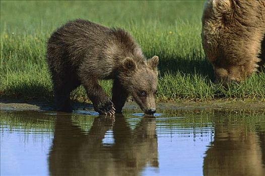 大灰熊,棕熊,幼兽,喝,卡特麦国家公园,阿拉斯加