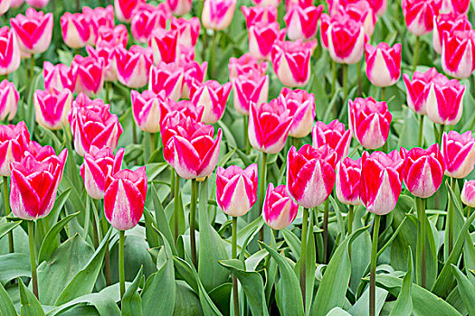 彩色,粉色,多彩,郁金香,春天,库肯霍夫花园,荷兰南部,荷兰