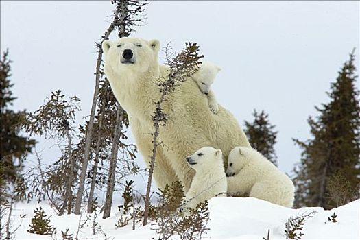 北极熊,三个,老,幼兽,母兽,白云杉,攀登,脆弱,瓦普斯克国家公园,曼尼托巴,加拿大
