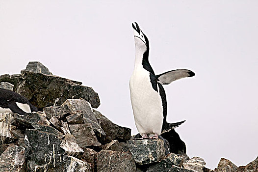 帽带企鹅,南极企鹅,生物群,半月,湾,南极,叫,室外