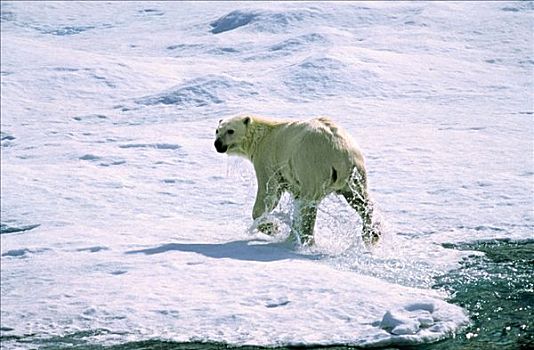 北极熊,水,溅,脚,北极圈,加拿大