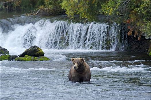 棕熊,捕鱼,溪流,瀑布,布鲁克斯河,国家公园,阿拉斯加,美国