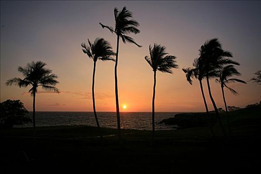 日落,棕榈树,莫纳克亚,胜地,西海岸,夏威夷,美国