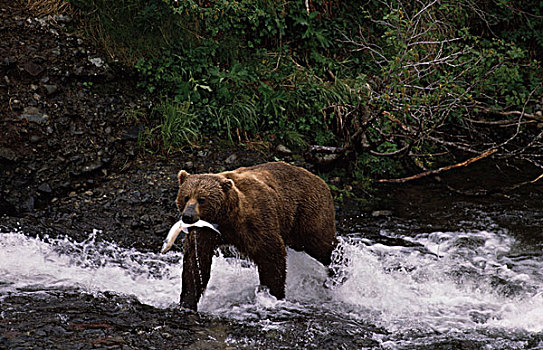 棕熊,涉水,水中,鱼,嘴