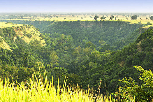 树,风景,河,峡谷,伊丽莎白女王国家公园,乌干达