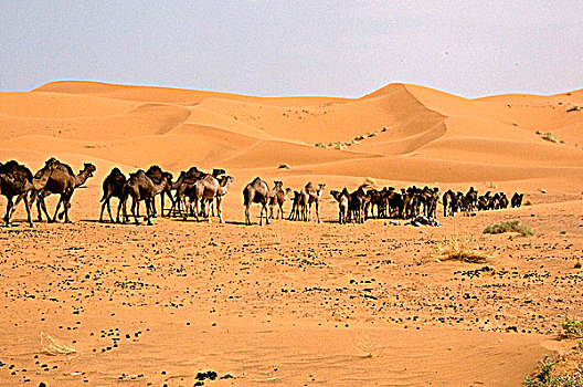 沙漠,却比沙丘,沙丘,梅如卡,撒哈拉沙漠,摩洛哥
