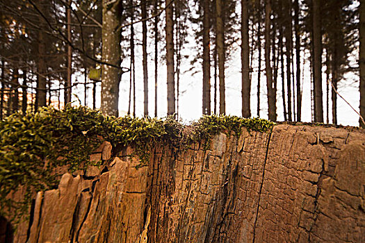 缝隙,悬崖,边缘,树林,诺森伯兰郡,英格兰