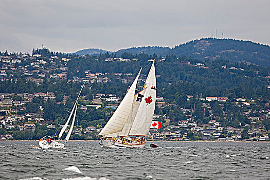 帆船,枫叶,满,帆,背景,维多利亚,温哥华岛,不列颠哥伦比亚省,加拿大
