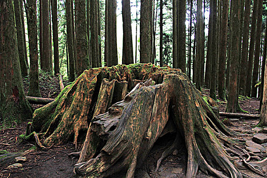 阿里山桧木林