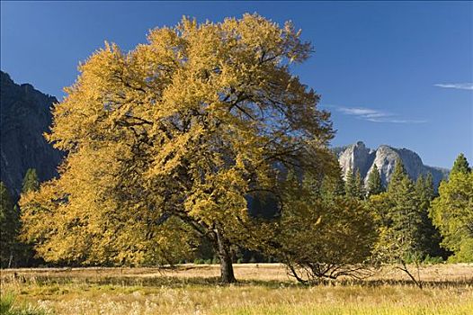 橡树,栎属,优胜美地山谷,优胜美地国家公园,加利福尼亚,美国