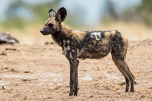 非洲野狗,国家公园,纳米比亚,非洲