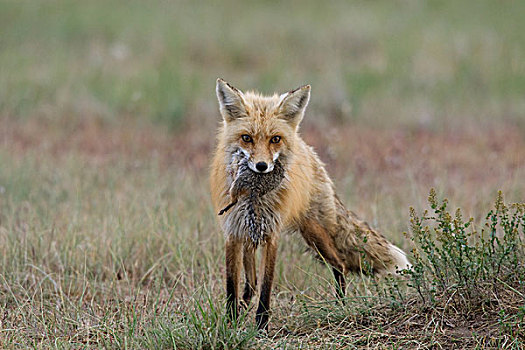 红狐,狐属,女性,地松鼠,捕食