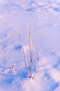 雪地上的小树苗