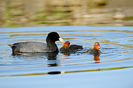 黑鸭,幼禽,漂浮,水