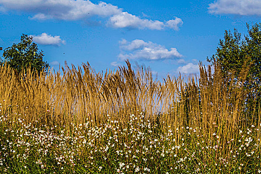 小麦,野花,蓝色背景,天空