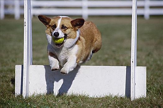 柯基犬