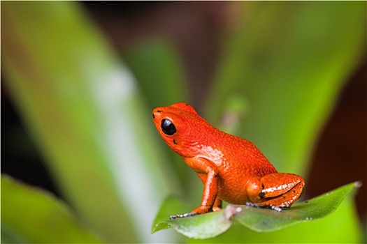 橘红色的青蛙图片