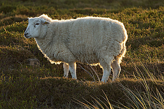 绵羊,牧场,逆光,靠近,北方,石荷州,德国,欧洲
