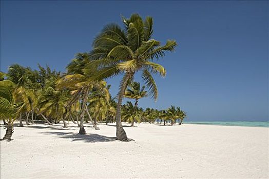 棕榈树,海滩,白沙,椰树,树,椰,蓬塔卡纳,多米尼加共和国,中美洲