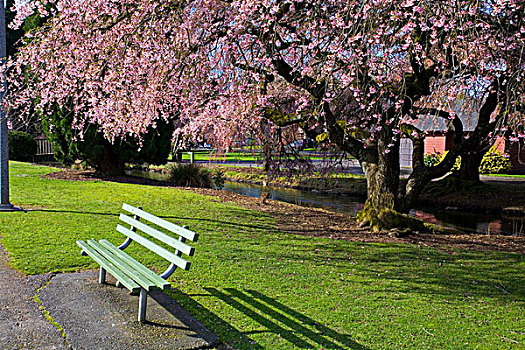 樱桃树,公园,波特兰,俄勒冈,美国