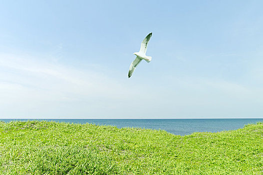 海鸥,飞跃,地点,海滩