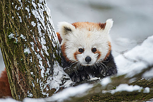 特写,头像,小猫熊,小熊猫,积雪,树,冬天,德国