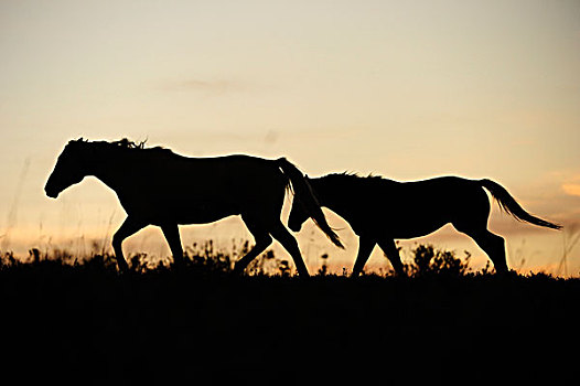 马,草原,日落时的侧面影,萨斯喀彻温,加拿大,北美