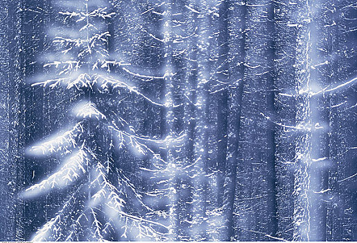 树林,雪后,班芙国家公园,艾伯塔省,加拿大