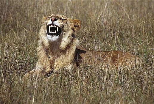 哈欠,狮子,干草,猫科动物,哺乳动物,马赛马拉,肯尼亚,非洲,动物