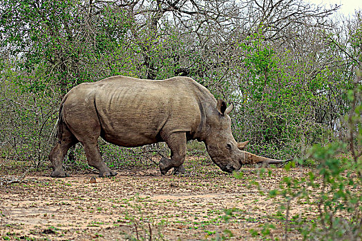白犀牛,成年,走,国家公园,纳塔耳,南非,非洲