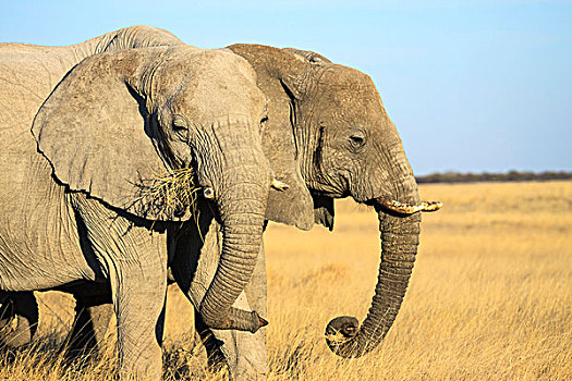 非洲象,放牧,埃托沙国家公园,纳米比亚,非洲