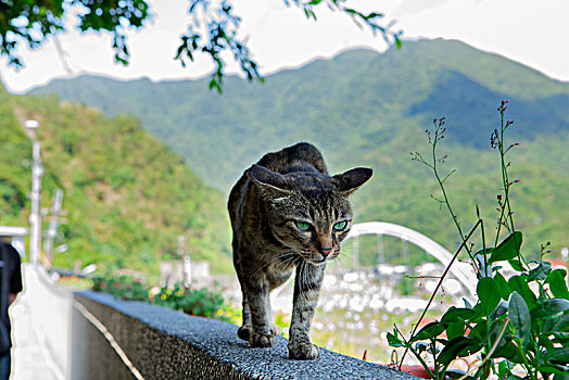 台湾观光景点猴硐猫村,猫村小路上的可爱的猫猫